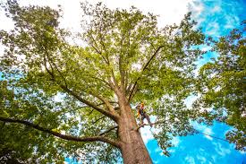 Professional Tree Services in Loch Lomond, VA