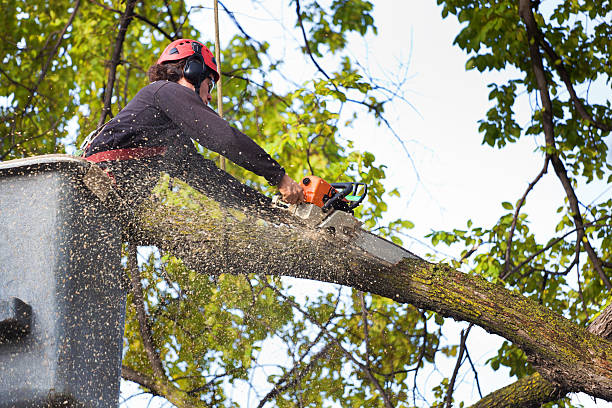 Why Choose Our Tree Removal Services in Loch Lomond, VA?